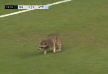 Watch: Raccoon interrupts Major League Soccer game for 161 seconds