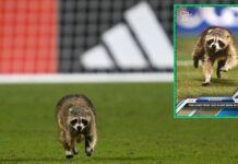 Raccoon who stole the show at Philadelphia Union-NYCFC match gets his own trading card