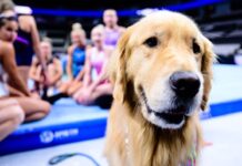 A day in the life of Bacon, the therapy dog at the US Olympic Gymnastics Trials